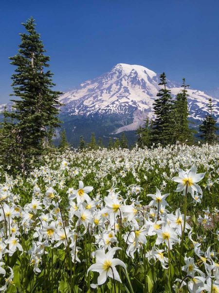 Washington Avalanche lilies and Mount Rainier